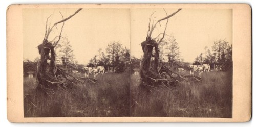 Photographie stéréo bovins