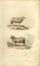 BUFFON animals engraving 1856 board colors traviès sheep belier