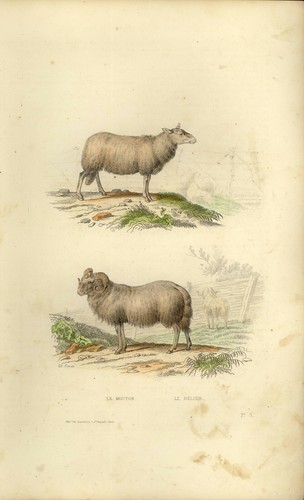Buffon animaux gravure 1856 - animaux,