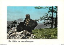Animals - Birds - Raptors - Hotes de nos Montagnes - Royal Eagle and his pro