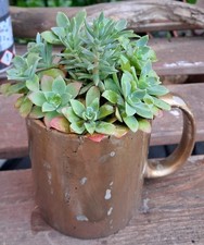 PLANTES GRASSES SUCCULENTES