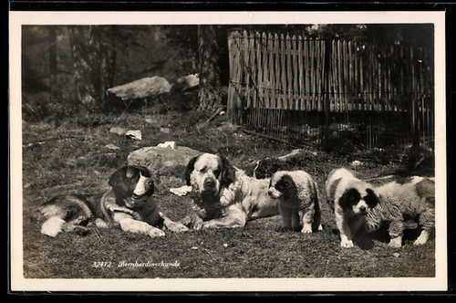 Deux saint bernard - saint-bernard, avec