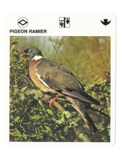 Fact sheet - Le livre de Paris - 1975 - pigeon ramier