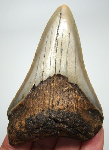 Megalodon shark tooth real - megalodon,