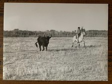 photo - taureau GOYA au prés