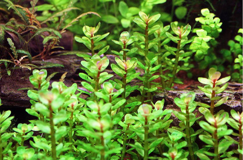 Rotala indica forme emmerse