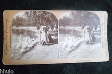 STA695 Children's Park Duck Lake Trees Albumen STEREO Photo Stereoview 1900