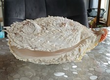 Grand Coquillage Bivalve