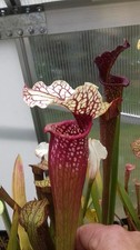 Sarracenia  WWK x WR   - Adult
