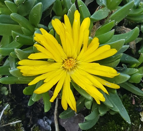 Delosperma nubigenum - , /