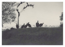 India, Rewari Road, Vultures, Vintage Print, 1948 Photo Taken by Henri Lest