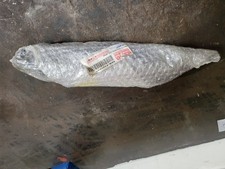 Amortisseur arrière DT50R 97 / DT50 2002