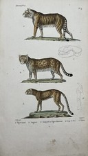 Planche Zoologique XIXème -