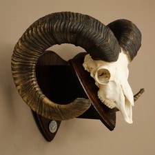 Mouflon (Ovis gmelini musimon)