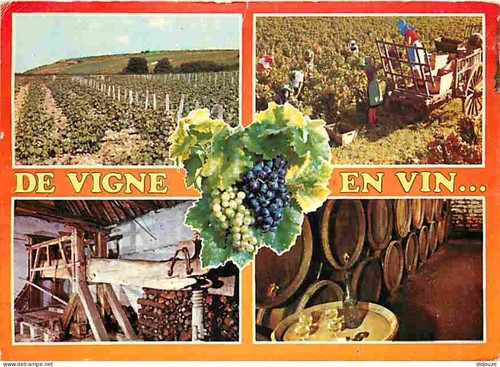 Carte postale vignes de - -,