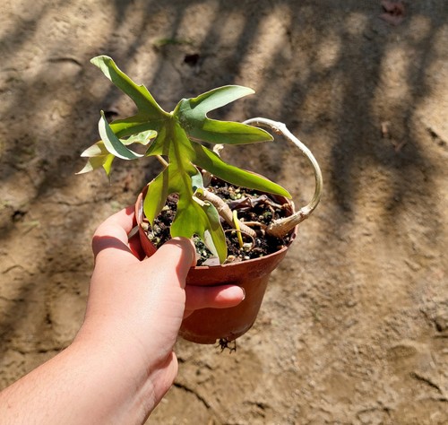 Philodendron mayoi - , –