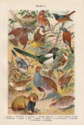 Oiseaux perdrix chardonneret - oiseaux,