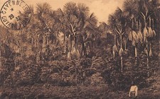 Guyana - Forest of Guyana - Tarpaulin palms - Ed. Cliché Tillet - Ed. Du Magas