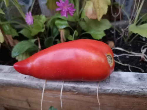 Graines tomate andine - 15,