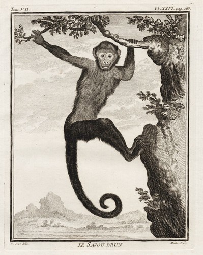 Singe capucin casquette - singe,