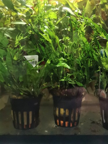 Microsorum pteropus windelow - microsorum,