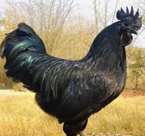 Purebred ayam cemani - 6,