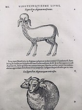 1585 Agneau Monstre Ambroise