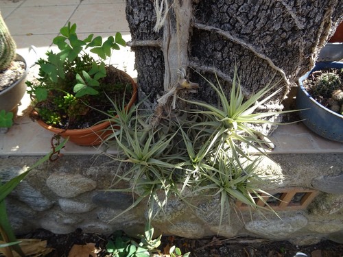 Lot les épyphites - lot=les, tillandsia