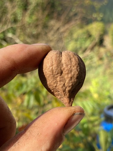 Juglan alantifolia var - , c,noyer