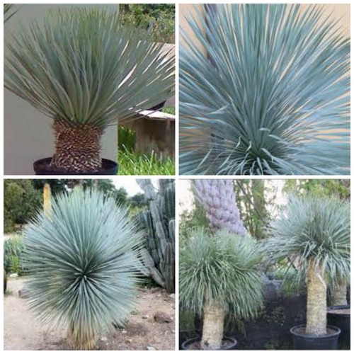 Graines yucca rostrata - yucca,