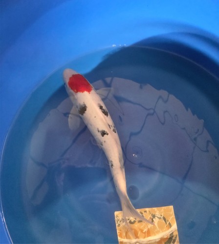 Imported live koi fish 15 - imported, 15"