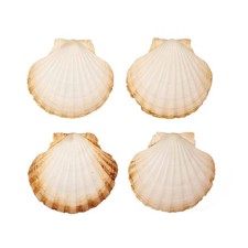 Coquilles Saint Jacques