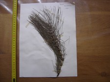 Annees 50 PLANCHE d'HERBIER du Gard Herbarium Planche Naturelle 54