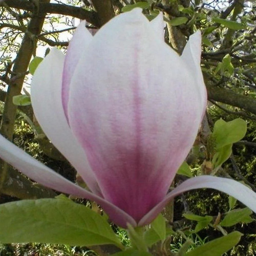 Magnolia soulangeana - ,
