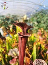 Sarracenia x inconnu