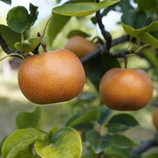 Pyrus pyrifolia 'Kimizuka' -