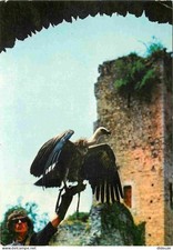 Animals - Birds - Raptors - Dungeon of the Eagles of the Castle of Beaucens - Return