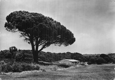 83 SAINT RAPHAEL PINS PARASOL