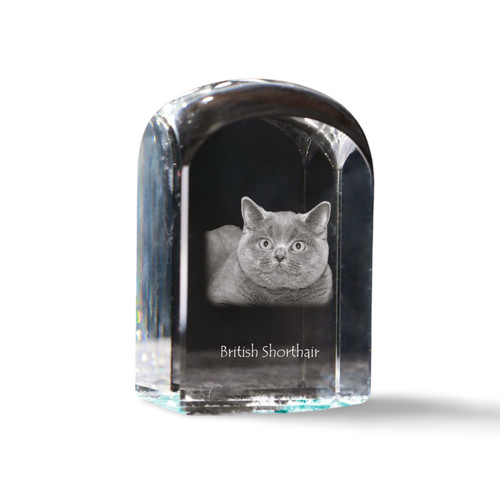 British shorthair cristal - shorthair,