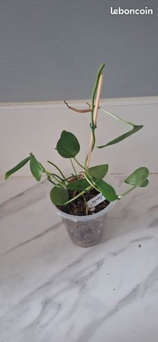 Monstera obliqua colombie