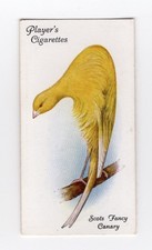Aviary & Cage Bird cigarette