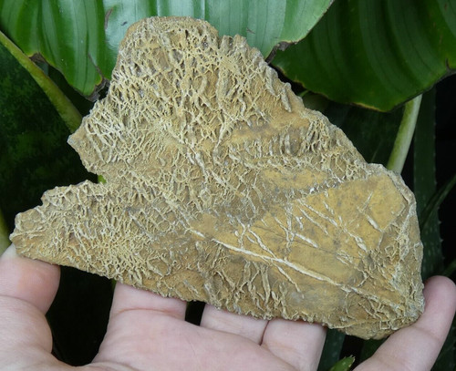 Minéral fossile à - ?,