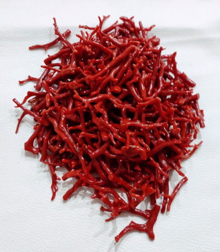 Branche corail rouge - branche, de