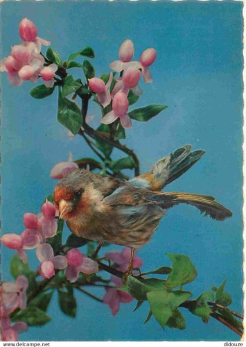 Carte postale animaux - carte,