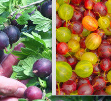 5 PLANTS BIO ORGANIC  --best GOOSEBERRIES -incl rarestGOLDEN FIG and BLACK NEGUS