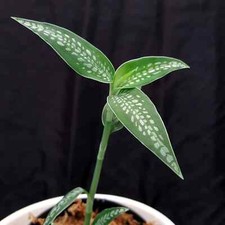 Macodes Platythelis maculata