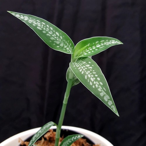 Macodes platythelis maculata - platythelis,
