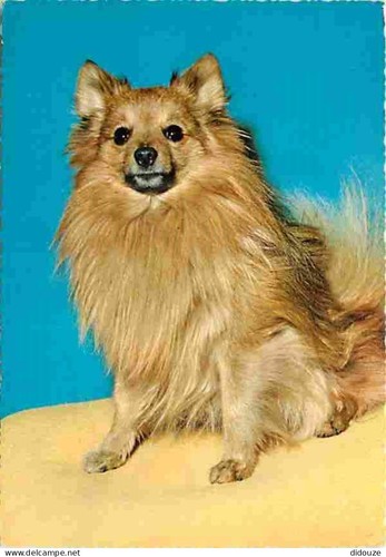 Carte postale animaux - -,