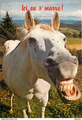 Postcard animals horses - animals,