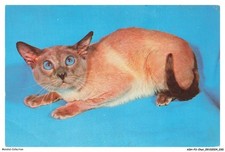 ASHP3-0153-CHAT - BLUE SIAMESE CAT